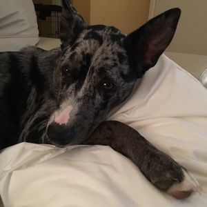 Meet your Posher, Sheena